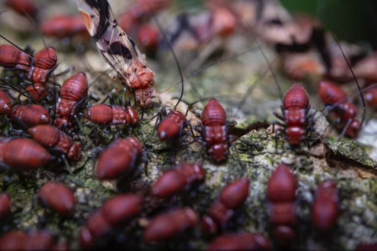 termites