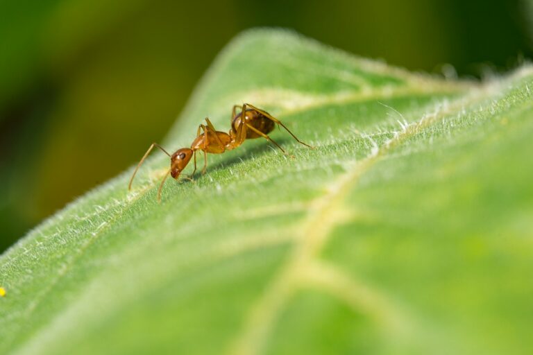 ant on a leaf